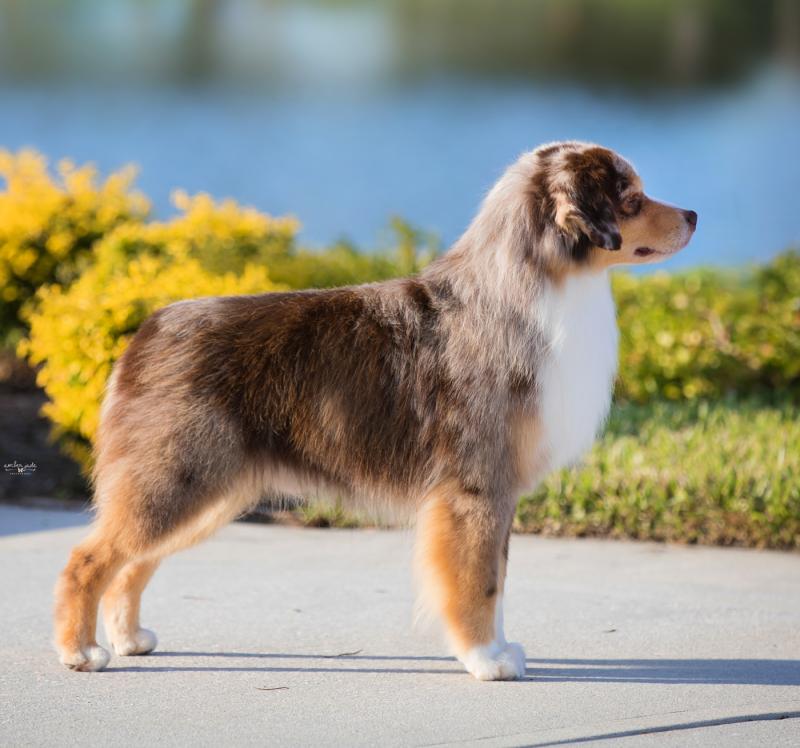 alta miniature american shepherds